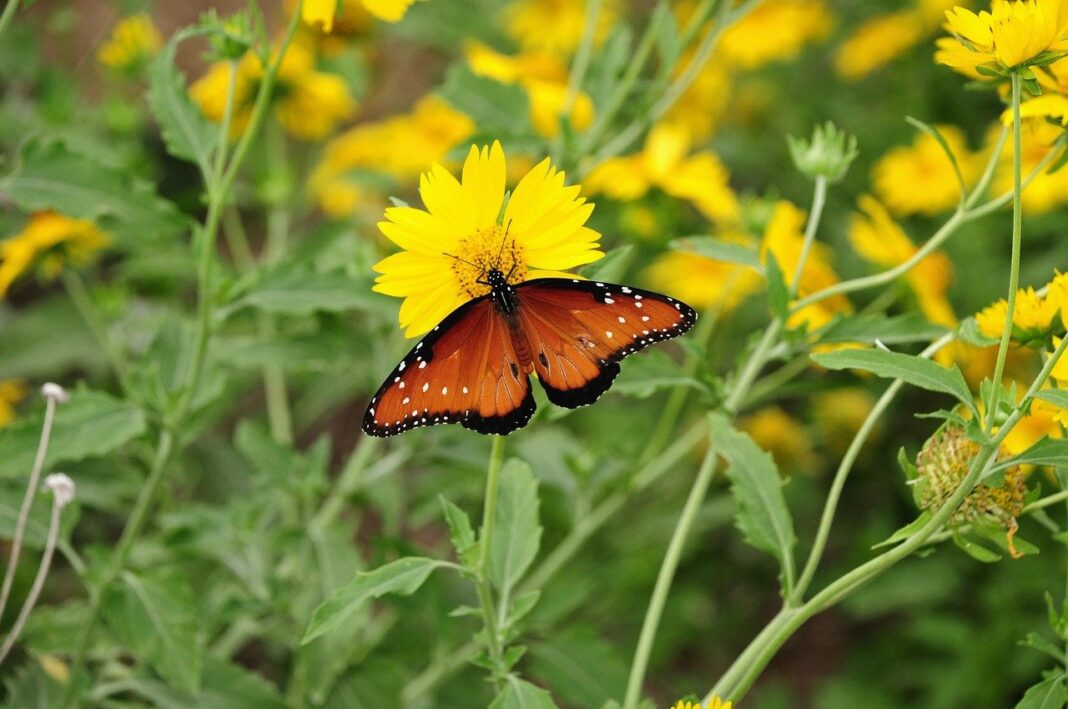 butterfly, insect, flower, wings, pollination, bloom, nature-9436595.jpg