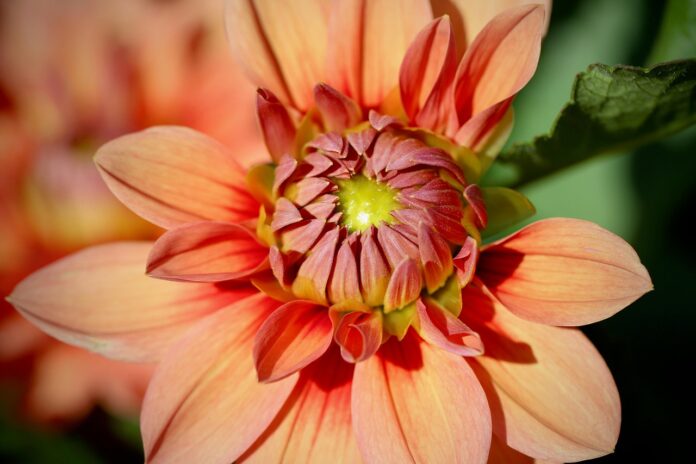 dahlia, flower background, dahlia flower, petals, dahlia pinnata, flower wallpaper, salmon, flower, bud, opening flower, nature, flora, beautiful flowers, botany-8172522.jpg