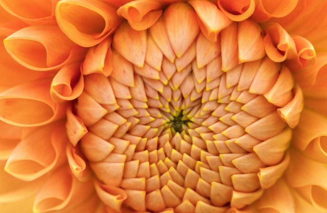 dahlia, flower, plant, flower background, orange flower, petals, flower wallpaper, bloom, nature, beautiful flowers, closeup, flower, flower, flower, flower, flower-8204756.jpg