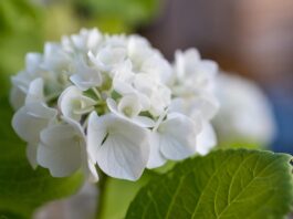flower, hydrangea, plant, green, beautiful flowers, macro, flower background, flower wallpaper, nature, flower, flower, flower, flower, flower, hydrangea-8094368.jpg