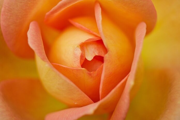 flower, rose, petals, flora, botany, beautiful flowers, macro, orange, yellow, flower, flower wallpaper, flower, nature, flower, rose flower, flower, flower background, flower-7917595.jpg