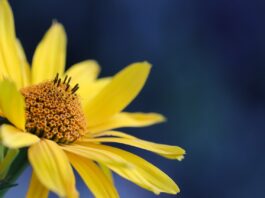 flower, yellow flower, beautiful flowers, petals, yellow petals, flora, nature, blossom, flower wallpaper, bloom, close up, flower, flower, flower background, flower, flower, flower, yellow flower-7341288.jpg