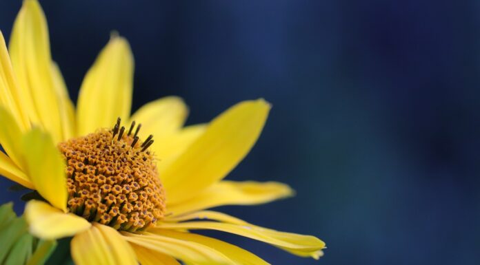 flower, yellow flower, beautiful flowers, petals, yellow petals, flora, nature, blossom, flower wallpaper, bloom, close up, flower, flower, flower background, flower, flower, flower, yellow flower-7341288.jpg