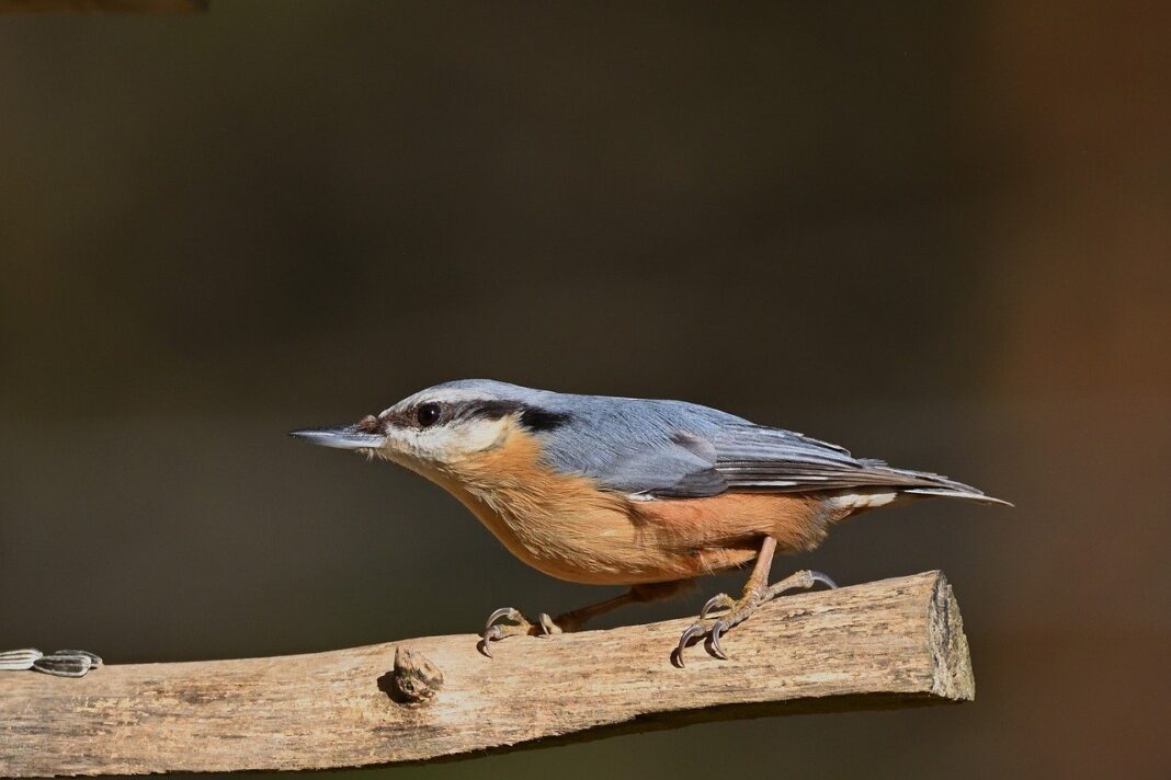 nuthatch, bird, nature, wildlife, ornithology, forest, animal, perched-9448971.jpg