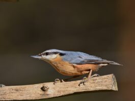 nuthatch, bird, nature, wildlife, ornithology, forest, animal, perched-9448971.jpg