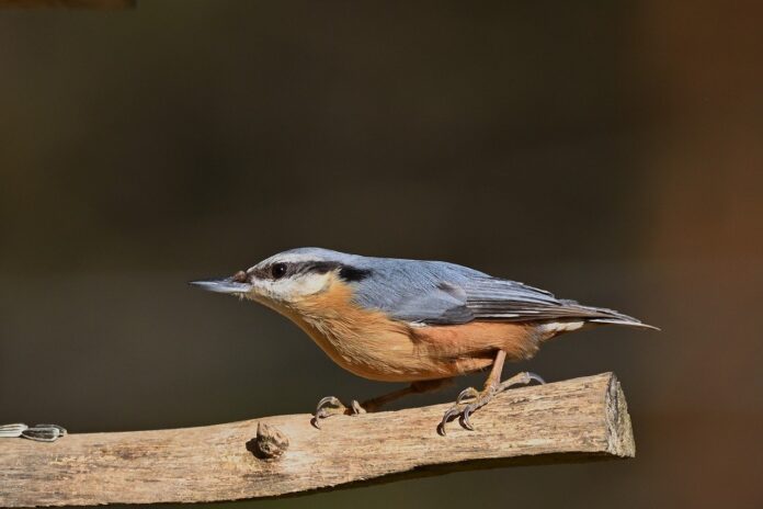 nuthatch, bird, nature, wildlife, ornithology, forest, animal, perched-9448971.jpg