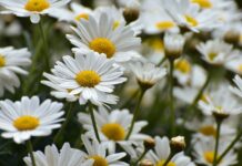 daisies, flower meadow, flower wallpaper, bloom, summer, meadow marguerite, flower, flower background, garden, blossoms, petals, spring, beautiful flowers, plant, flora, white, nature-9547672.jpg