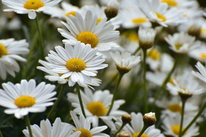 daisies, flower meadow, flower wallpaper, bloom, summer, meadow marguerite, flower, flower background, garden, blossoms, petals, spring, beautiful flowers, plant, flora, white, nature-9547672.jpg