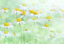 fantasy, illusion, beautiful flowers, flower, fantasy, flower wallpaper, flower background, flower, flower, flower, flower, nature, flower-3054797.jpg