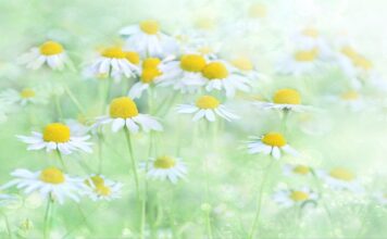 fantasy, illusion, beautiful flowers, flower, fantasy, flower wallpaper, flower background, flower, flower, flower, flower, nature, flower-3054797.jpg
