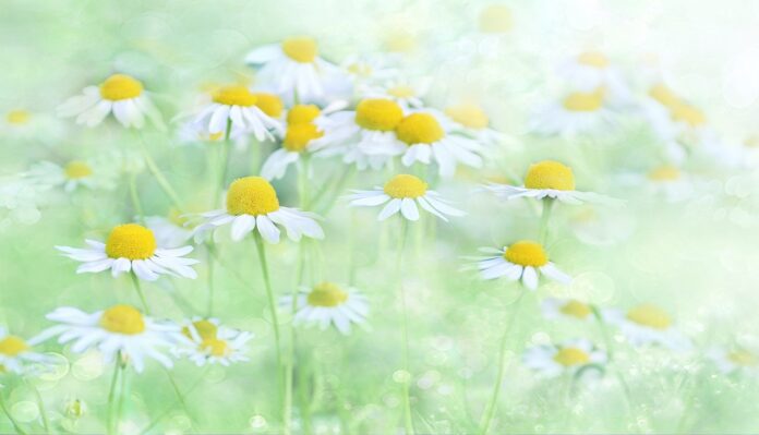 fantasy, illusion, beautiful flowers, flower, fantasy, flower wallpaper, flower background, flower, flower, flower, flower, nature, flower-3054797.jpg