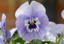flower, pansy, botany, flower wallpaper, bloom, blossom, beautiful flowers, petals, spring, flower background, nature, wet, flower, flower, flower, flower, flower-8598044.jpg