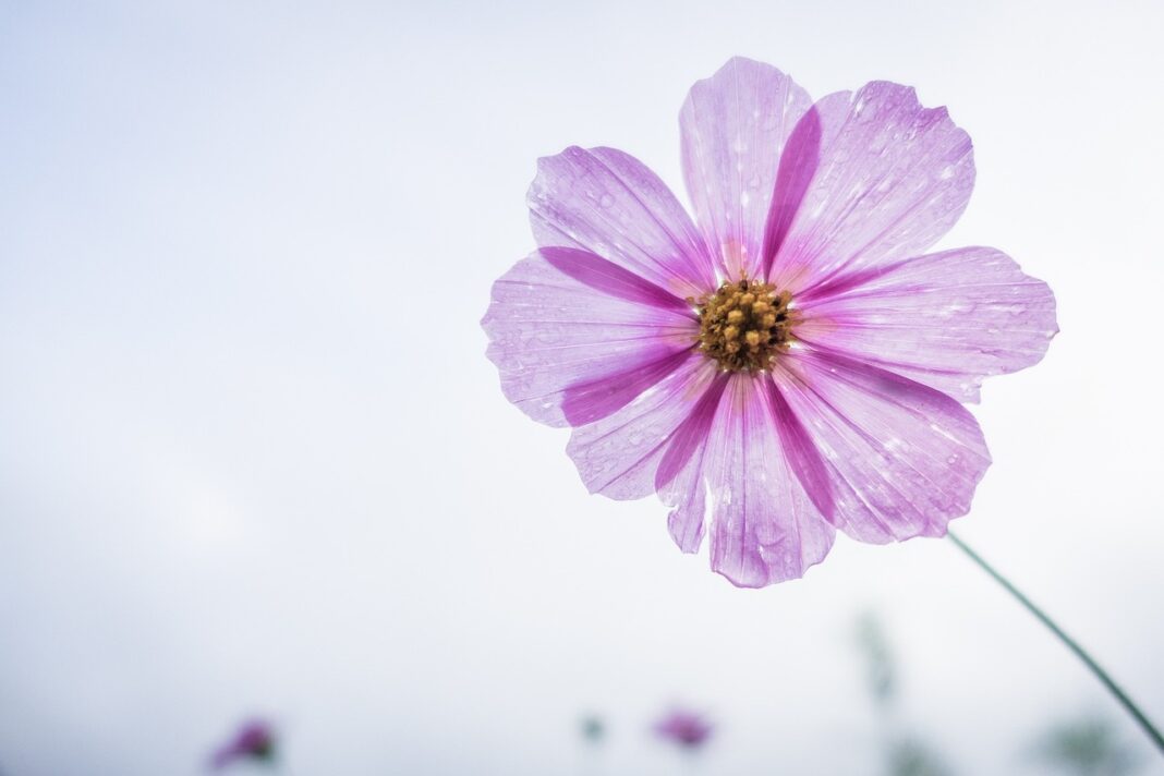 cosmos flower, purple, flower, beautiful flowers, flower wallpaper, petals, bloom, blossom, flora, nature, plant, single flower, flowering plant, flower background, close up-1712177.jpg