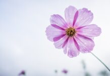 cosmos flower, purple, flower, beautiful flowers, flower wallpaper, petals, bloom, blossom, flora, nature, plant, single flower, flowering plant, flower background, close up-1712177.jpg