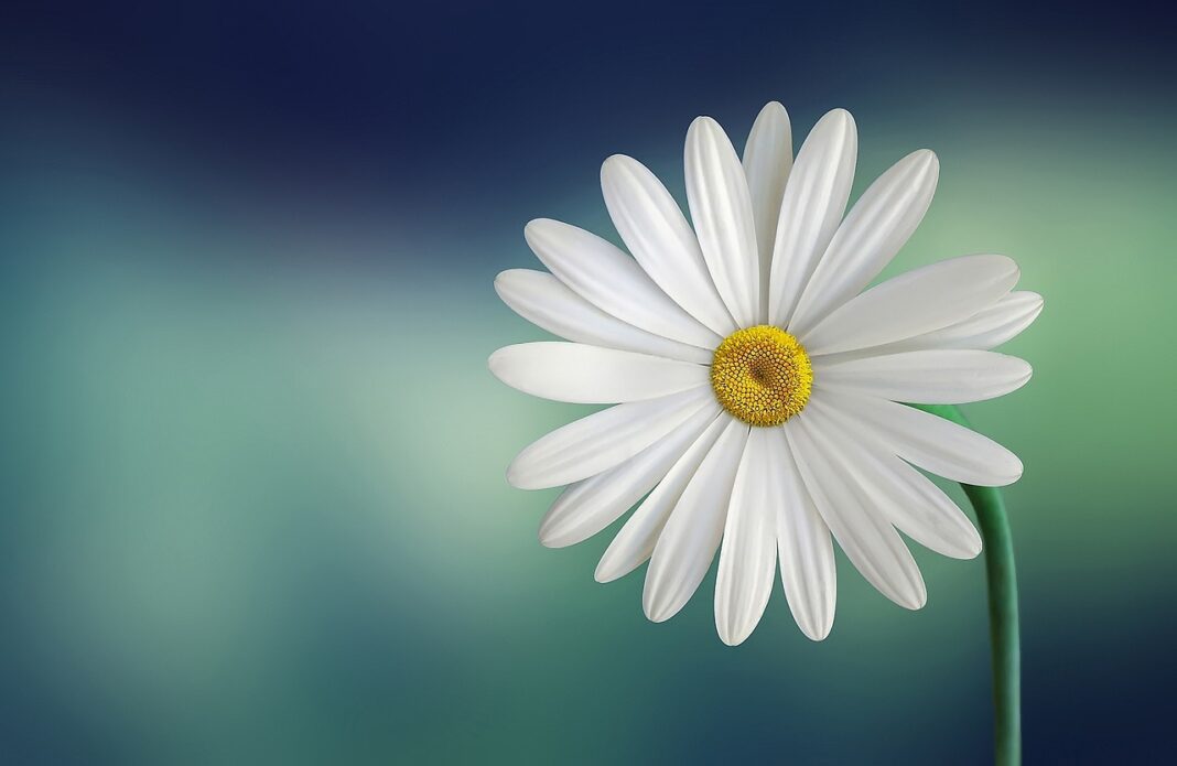 flower, happy easter, marguerite, daisy, white, bloom, blossom, flower wallpaper, white flower, white daisy, petals, white petals, flora, flower background, single flower, beautiful flowers, nature, plant, spring-729510.jpg
