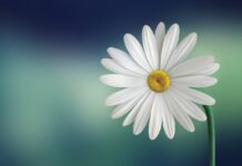 flower, happy easter, marguerite, daisy, white, bloom, blossom, flower wallpaper, white flower, white daisy, petals, white petals, flora, flower background, single flower, beautiful flowers, nature, plant, spring-729510.jpg