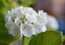 flower, hydrangea, plant, flower background, green, macro, beautiful flowers, flower wallpaper, nature-8094368.jpg