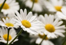 flower, marguerite, close up, flower wallpaper, petals, summer, plant, beautiful flowers, white, flower background, hd wallpaper, flora, garden, spring, naturally, pointed flower, wildflowers, nature, blossom, bloom-9605762.jpg