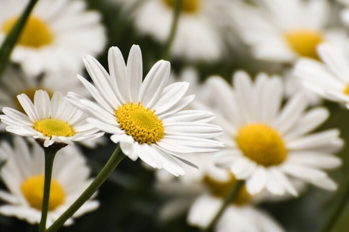 flower-marguerite-close-up-flower-wallpaper-petals-summer-plant-beautiful-flowers-white-flower-background-hd-wallpaper-flora-garden-spring-naturally-pointed-flower-wildflowers-nature-blossom-bloom-9605762 flower, marguerite, close up, flower wallpaper, petals, summer, plant, beautiful flowers, white, flower background, hd wallpaper, flora, garden, spring, naturally, pointed flower, wildflowers, nature, blossom, bloom-9605762.jpg