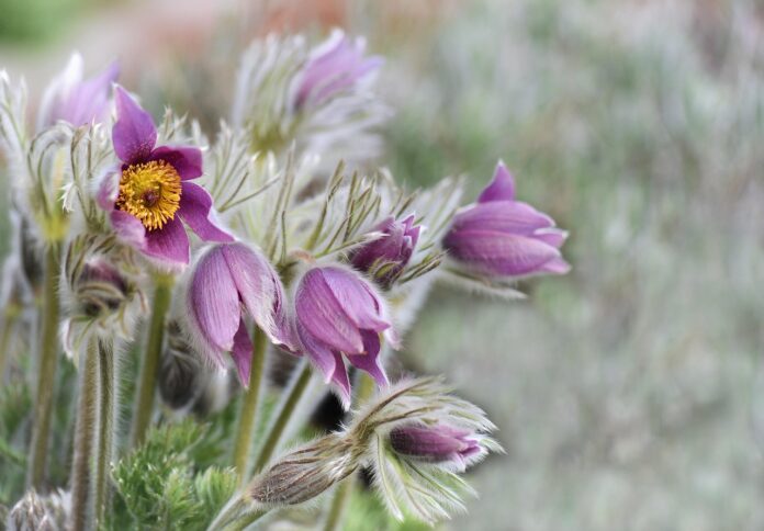 flower, plant, flower background, flower wallpaper, nature, flowers, summer, pasque flower, beautiful flowers, blossoms-3283322.jpg