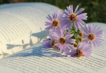 flowers, beautiful flowers, flower background, flower wallpaper, asters, nature, book-9115519.jpg