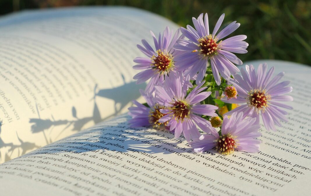 flowers, flower background, flower wallpaper, asters, beautiful flowers, nature, book-9115519.jpg