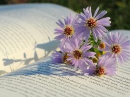 flowers, flower background, flower wallpaper, asters, beautiful flowers, nature, book-9115519.jpg