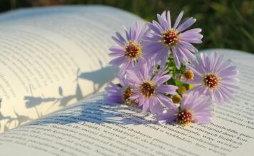 flowers, flower background, flower wallpaper, asters, beautiful flowers, nature, book-9115519.jpg