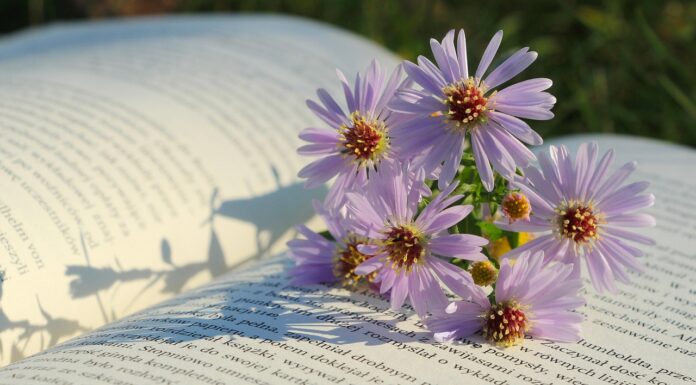 flowers, flower background, flower wallpaper, asters, beautiful flowers, nature, book-9115519.jpg