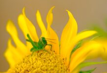grasshopper, flower wallpaper, flower background, beautiful flowers, insect, sunflower, flower, nature-7575278.jpg
