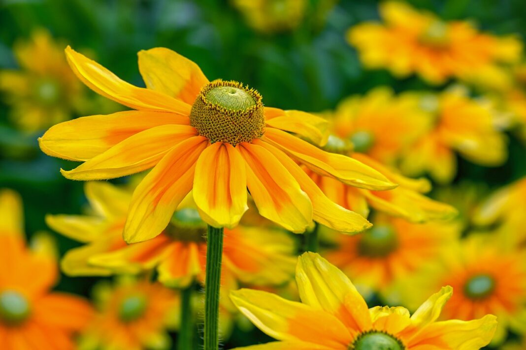 high sun hat, flower background, rudbeckia nidita, flower, blossom, bloom, yellow, bright, flower wallpaper, cut flower, beautiful flowers, nature-3502857.jpg