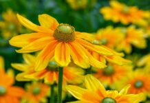 high sun hat, flower background, rudbeckia nidita, flower, blossom, bloom, yellow, bright, flower wallpaper, cut flower, beautiful flowers, nature-3502857.jpg