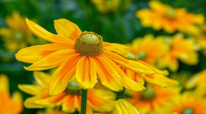 high sun hat, flower background, rudbeckia nidita, flower, blossom, bloom, yellow, bright, flower wallpaper, cut flower, beautiful flowers, nature-3502857.jpg