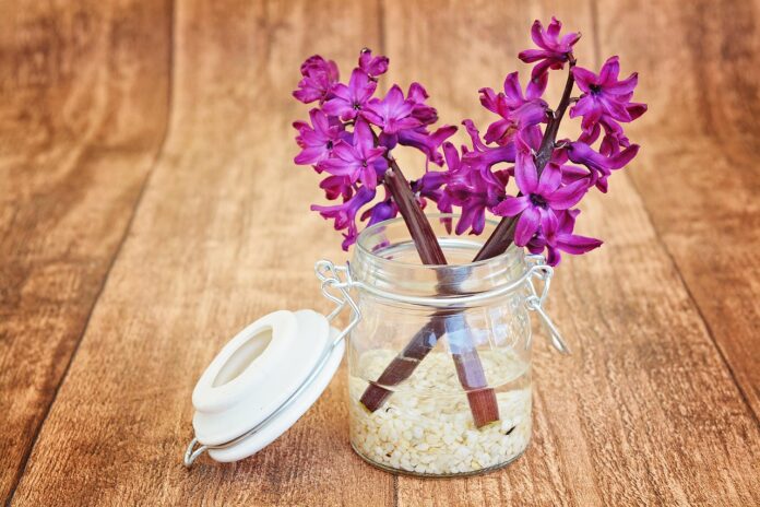 hyacinth, flower, blossoms, flower wallpaper, pink, fragrant, flower background, beautiful flowers, scented flower, spring flower, decorative glass, nature, vase-747131.jpg