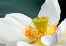lotus, flower, flower wallpaper, lotus flower, white flower, petals, white petals, beautiful flowers, bloom, blossom, aquatic plant, flower background, flora, nature, close up-6527384.jpg