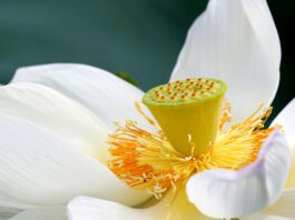 lotus, flower, flower wallpaper, lotus flower, white flower, petals, white petals, beautiful flowers, bloom, blossom, aquatic plant, flower background, flora, nature, close up-6527384.jpg