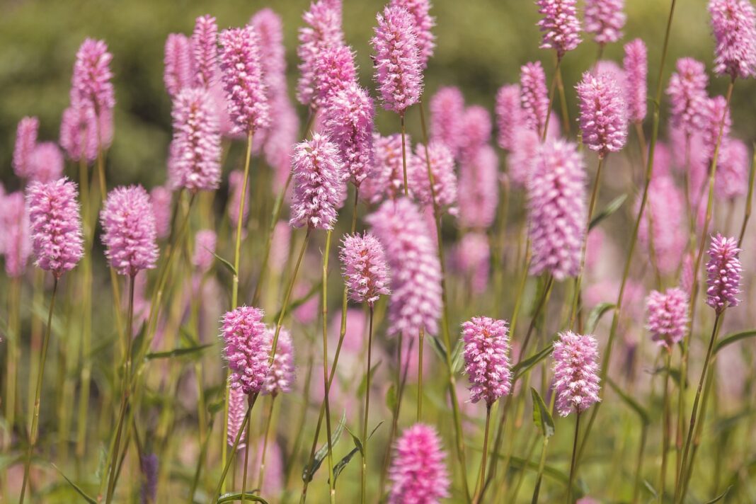 meadow, flower meadow, flower, flower wallpaper, garden, flower background, flora, beautiful flowers, spring, blossoms, spring meadow, bloom, nature, spring flowers-5229169.jpg