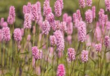 meadow, flower meadow, flower, flower wallpaper, garden, flower background, flora, beautiful flowers, spring, blossoms, spring meadow, bloom, nature, spring flowers-5229169.jpg