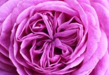 rose, flower, plant, petals, bloom, rose flower, blossom, beautiful flowers, flower wallpaper, flower background, pink flower, fragrance, garden, summer, nature-8072535.jpg