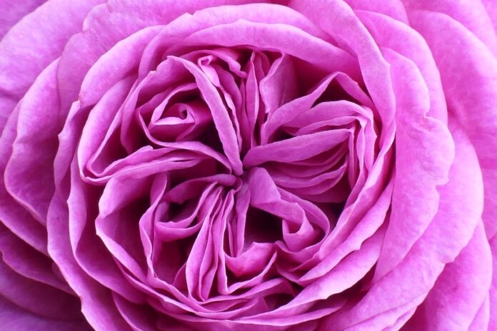 rose, flower, plant, petals, bloom, rose flower, blossom, beautiful flowers, flower wallpaper, flower background, pink flower, fragrance, garden, summer, nature-8072535.jpg