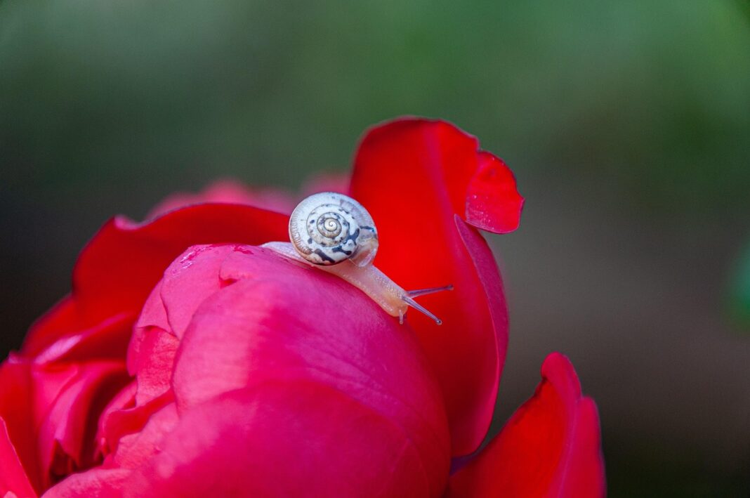 rose, flower wallpaper, flower, snail, rose flower, shell, beautiful flowers, nature, flower background, red-8200460.jpg
