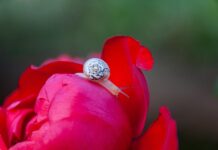 rose, flower wallpaper, flower, snail, rose flower, shell, beautiful flowers, nature, flower background, red-8200460.jpg