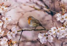 spring, flower background, pink, flower, nature, bird, animal, robin, bloom, flower wallpaper, beautiful flowers, branch, springtime, singing, white, white flowers-8636733.jpg