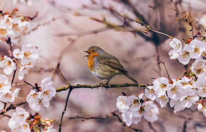spring, flower background, pink, flower, nature, bird, animal, robin, bloom, flower wallpaper, beautiful flowers, branch, springtime, singing, white, white flowers-8636733.jpg