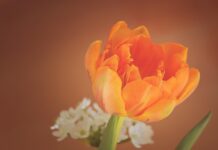 tulip, flower wallpaper, flower, plant, orange flower, orange tulip, flower background, petals, bloom, blossom, beautiful flowers, spring flower, cut flower, decorative, nature, closeup-1290351.jpg