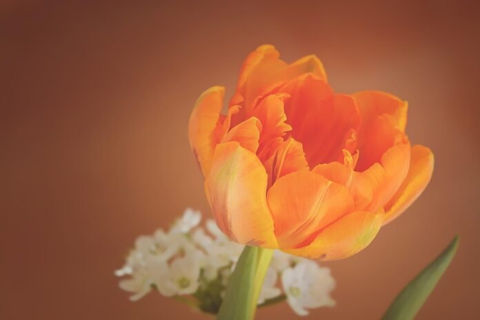 tulip, flower wallpaper, flower, plant, orange flower, orange tulip, flower background, petals, bloom, blossom, beautiful flowers, spring flower, cut flower, decorative, nature, closeup-1290351.jpg