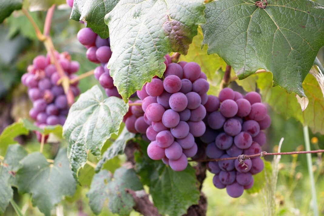 uva, fruit, vine, nature, wine, cacho, color, uva, uva, uva, uva, uva-3046339.jpg