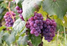 uva, fruit, vine, nature, wine, cacho, color, uva, uva, uva, uva, uva-3046339.jpg
