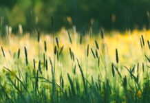 wildflowers, meadow, grasses, flower wallpaper, flower meadow, field, evening sun, flower, nature, beautiful flowers, bloom, insects, flower background, edge of the forest-7178819.jpg