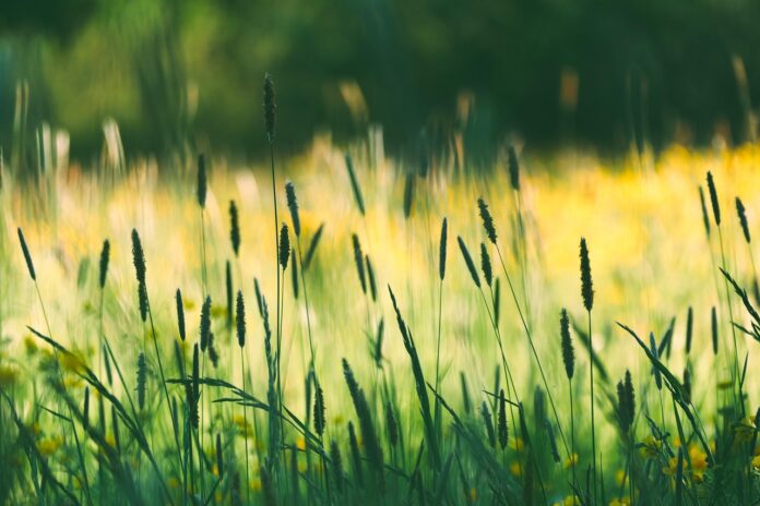 wildflowers, meadow, grasses, flower wallpaper, flower meadow, field, evening sun, flower, nature, beautiful flowers, bloom, insects, flower background, edge of the forest-7178819.jpg
